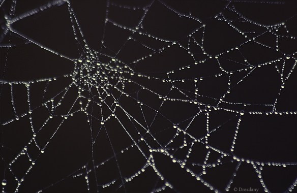 cobweb_by_drezdany-d4eqoy3