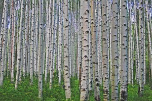 cant-see-forest-for-the-trees